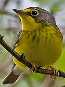 Canada Warbler