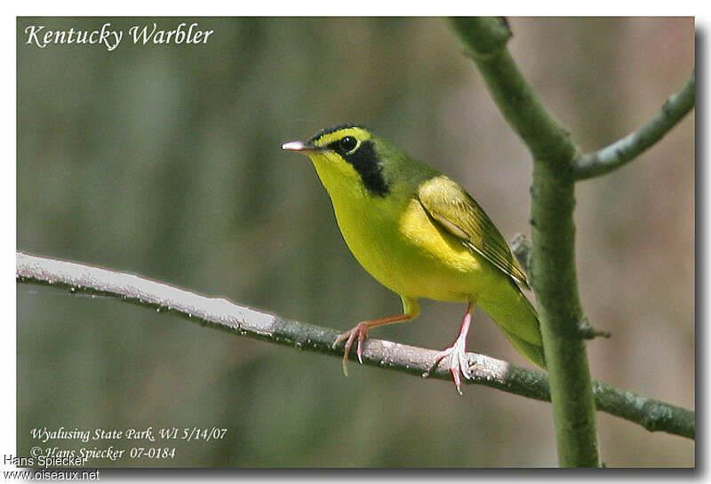 Kentucky Warbler male adult breeding, close-up portrait