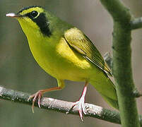 Kentucky Warbler