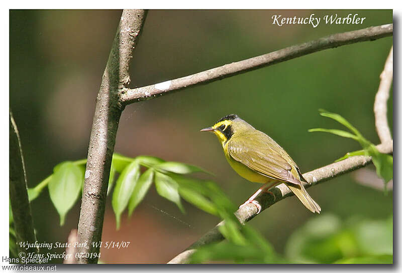 Paruline du Kentucky mâle adulte nuptial, identification