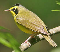 Kentucky Warbler