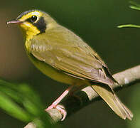 Kentucky Warbler