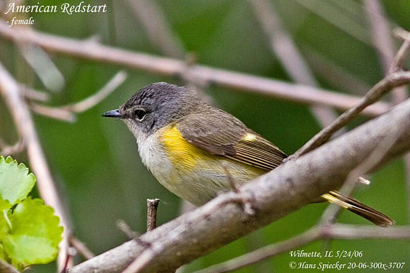 American Redstart female adult breeding