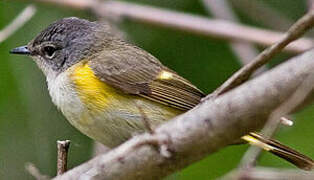 American Redstart