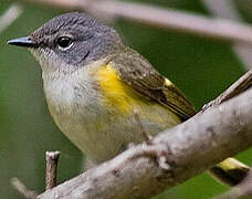 American Redstart