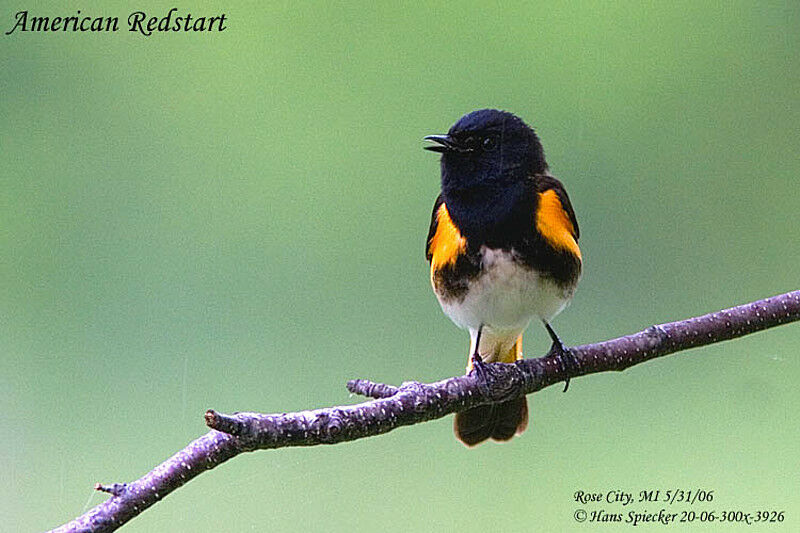 American Redstart male adult breeding