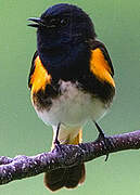 American Redstart