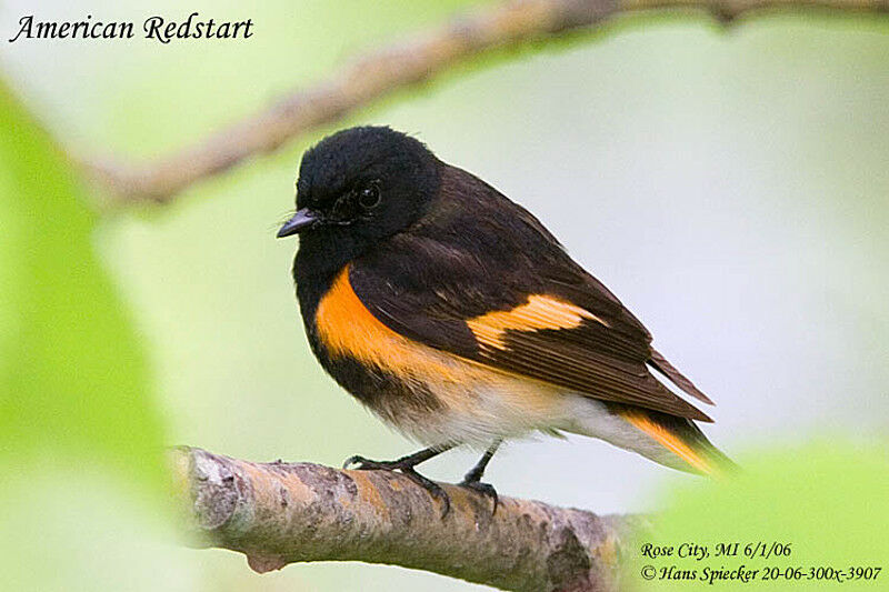 American Redstart male adult breeding