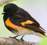 American Redstart