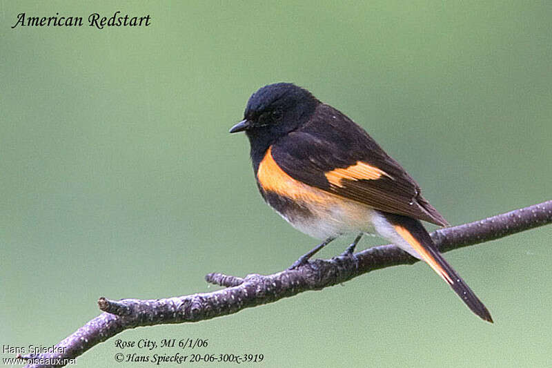 American Redstart male adult breeding, pigmentation