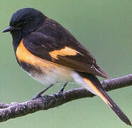 American Redstart