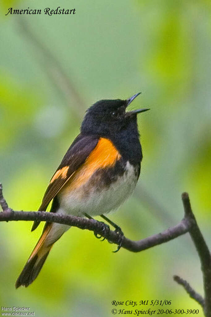 American Redstart male adult breeding, song