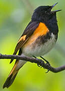 American Redstart