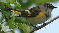 Paruline flamboyante