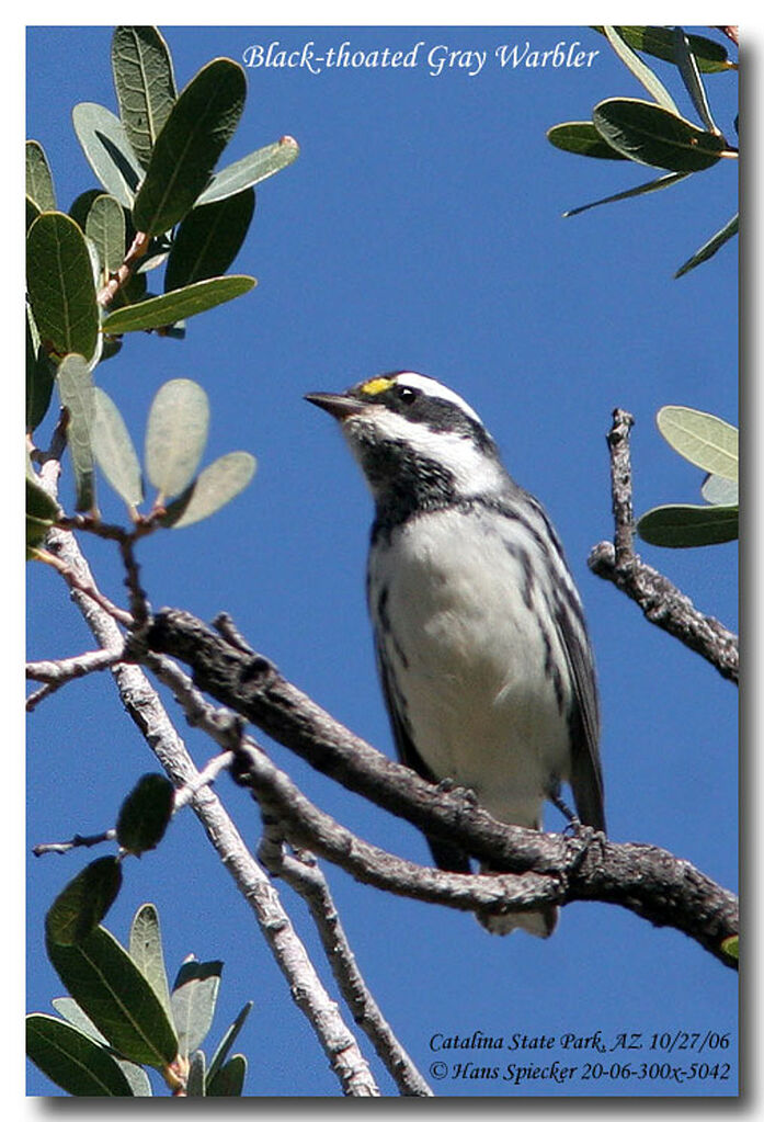 Black-throated Grey Warbleradult