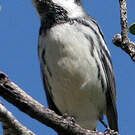 Paruline grise