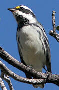 Black-throated Grey Warbler