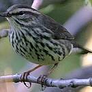 Paruline hochequeue