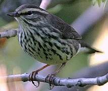 Louisiana Waterthrush