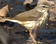 Louisiana Waterthrush