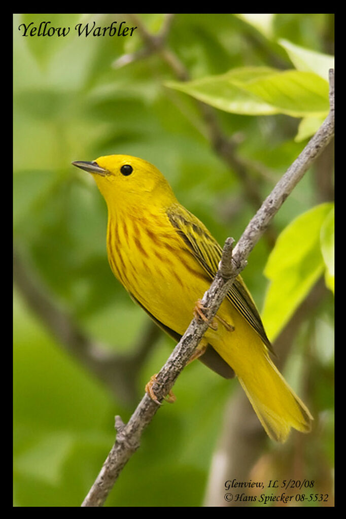 Paruline jaune