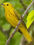 Paruline jaune