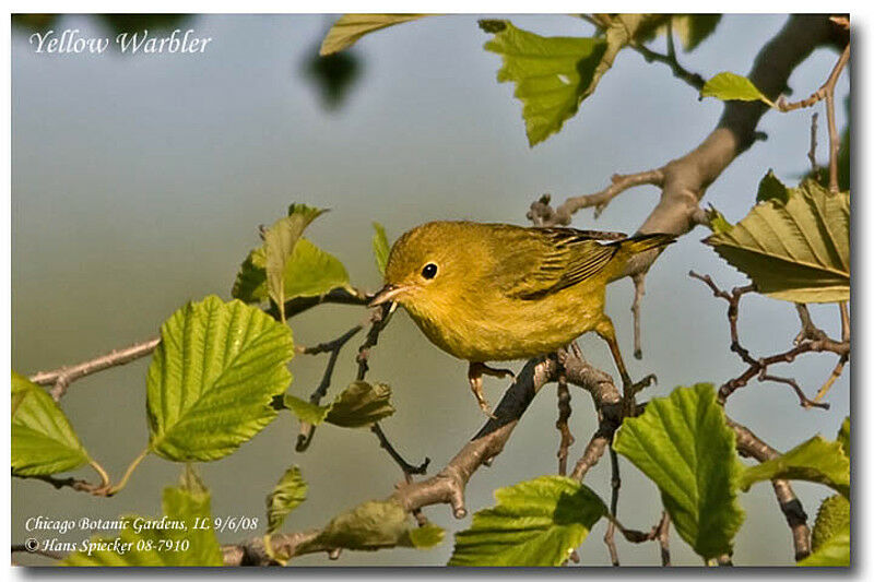 Paruline jaune