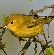 Paruline jaune