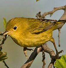 Paruline jaune