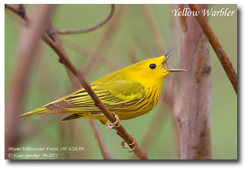 Paruline jaune mâle adulte internuptial