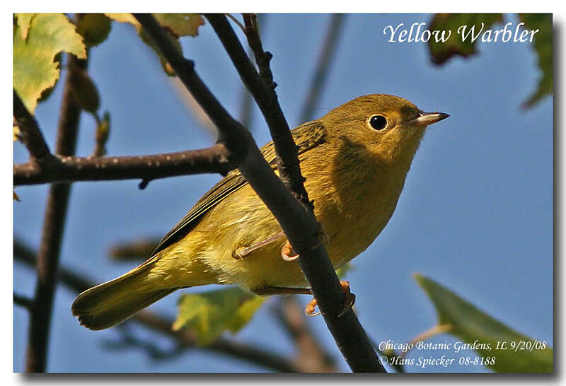 Paruline jaune mâle adulte nuptial