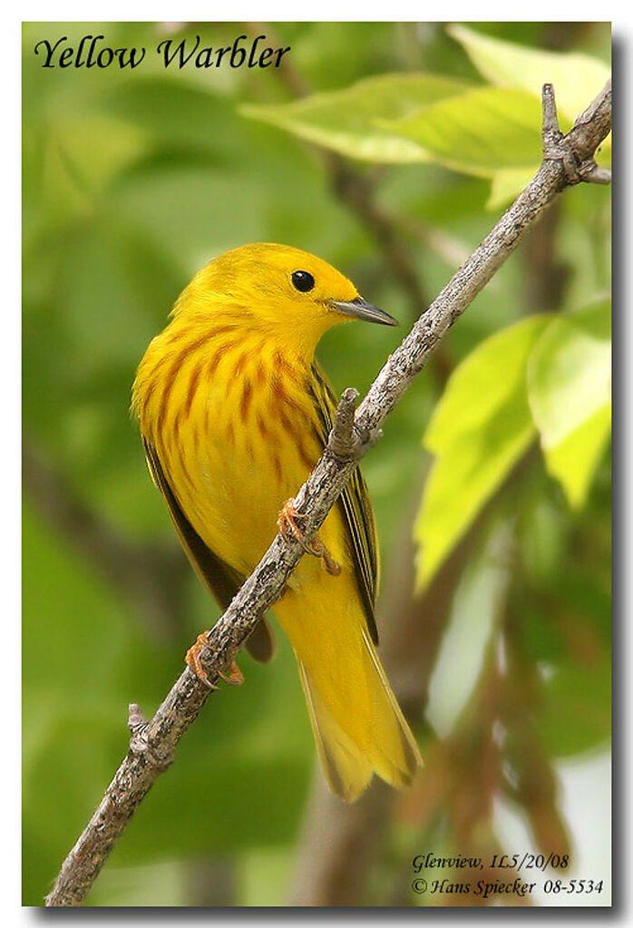 Paruline jaune