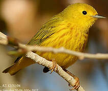 Paruline jaune