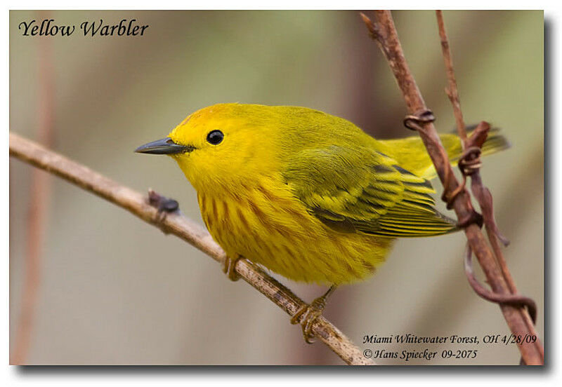 Paruline jaune mâle adulte nuptial