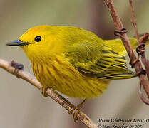Paruline jaune