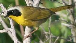 Common Yellowthroat