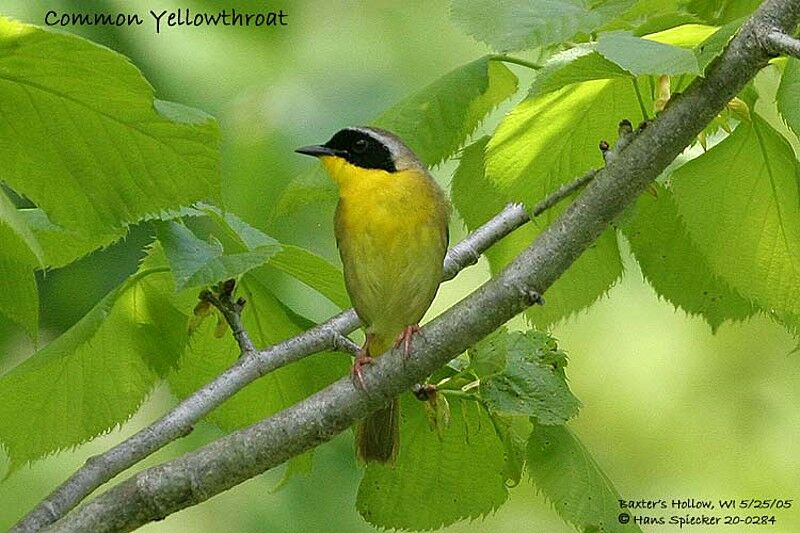 Common Yellowthroat