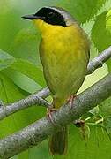 Common Yellowthroat