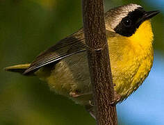 Common Yellowthroat