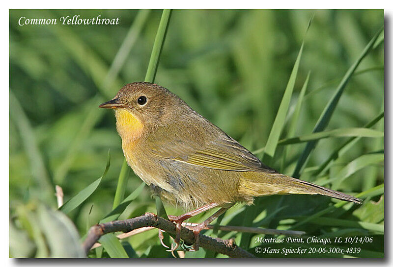 Common Yellowthroat female adult