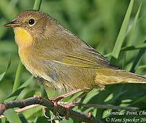 Common Yellowthroat