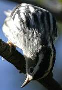 Black-and-white Warbler