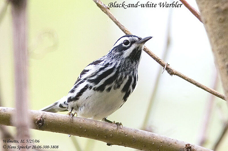 Black-and-white Warbler male adult breeding