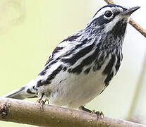 Black-and-white Warbler