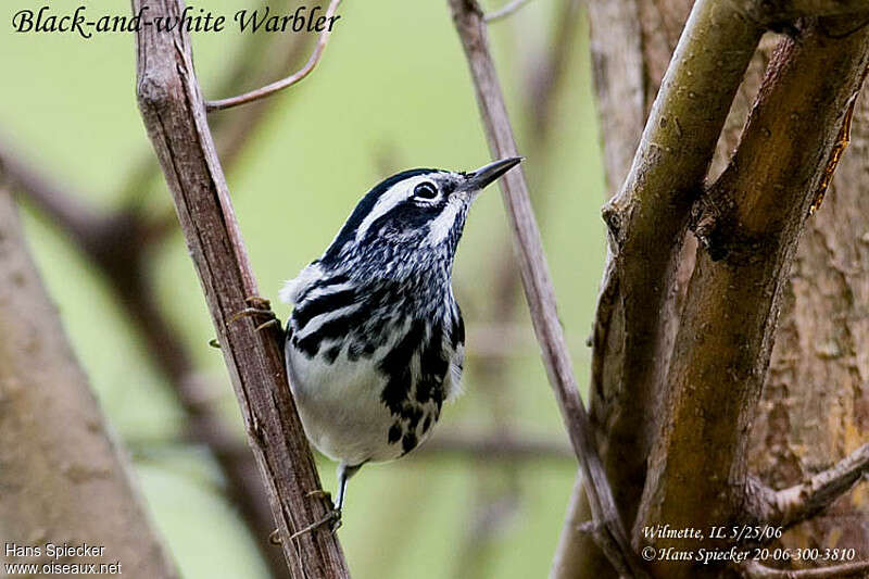 Paruline noir et blanc mâle adulte nuptial, portrait