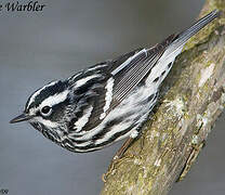 Black-and-white Warbler