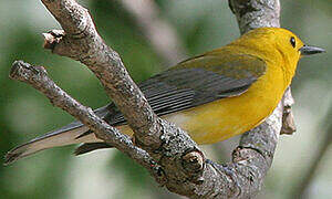 Prothonotary Warbler