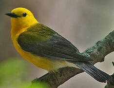 Prothonotary Warbler