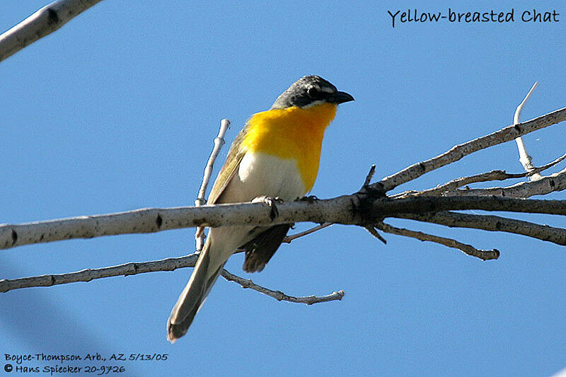 Yellow-breasted Chat