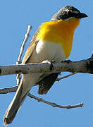 Yellow-breasted Chat